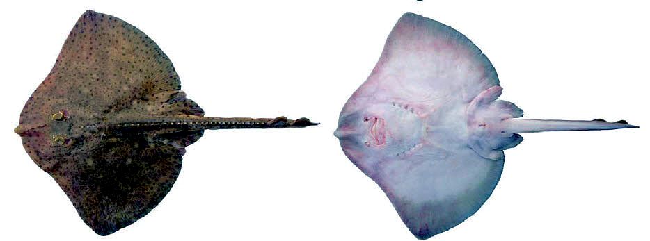 Raja brachyura_03.jpg